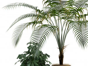 plants collection 86 3D Model