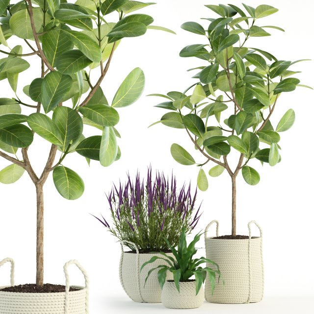 plants collection 87 Modèle 3D .c4d .max .obj .3ds .fbx .stl .blend