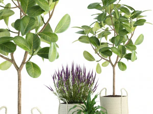 plantencollectie 87 3D Model