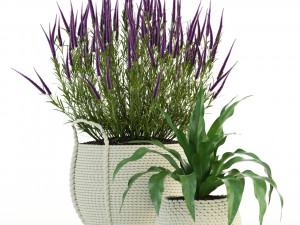 plants collection 87 3D Model