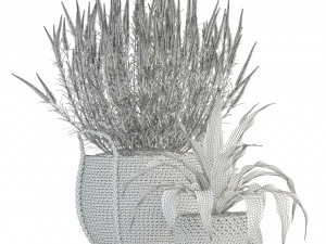 plants collection 87 3D Model