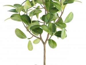 plants collection 87 3D Model