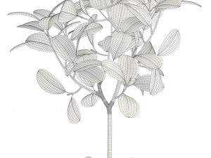 plants collection 87 3D Model