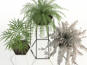 plants collection 88 3D Модель
