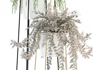 plants collection 88 3D Model