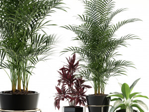 plants collection 89 3D Model