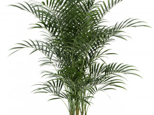 plants collection 89 Modello 3D