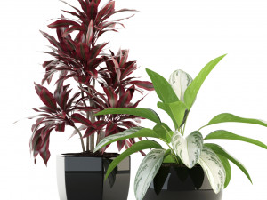 plants collection 89 Modello 3D