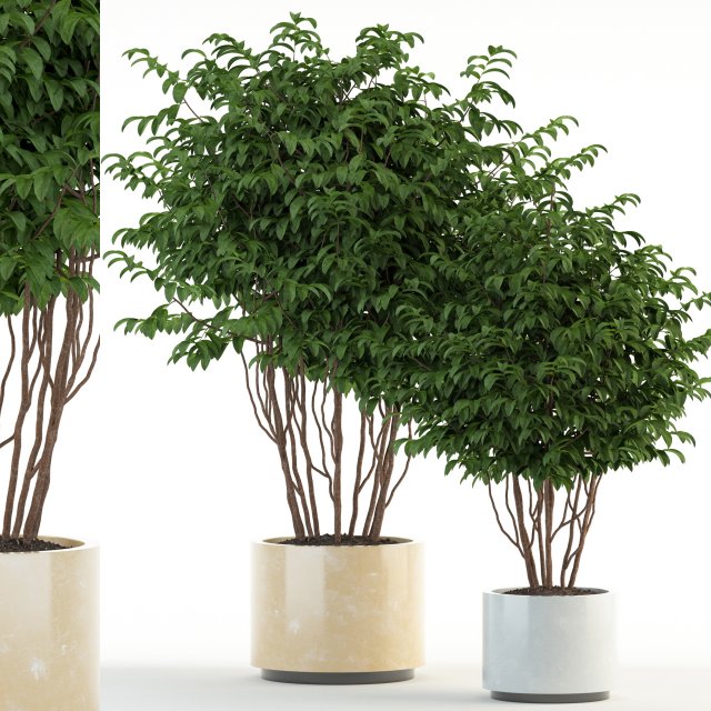 plants collection 91 3D 模型 .c4d .max .obj .3ds .fbx .stl .blend 