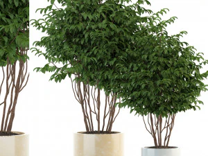 식물 수집 91 3D 모델