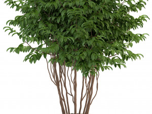 plants collection 91 3D 模型