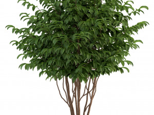 plants collection 91 3D 模型