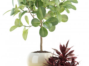 plants collection 92 3D Модель