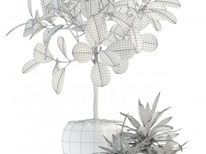 plants collection 92 3D Модель