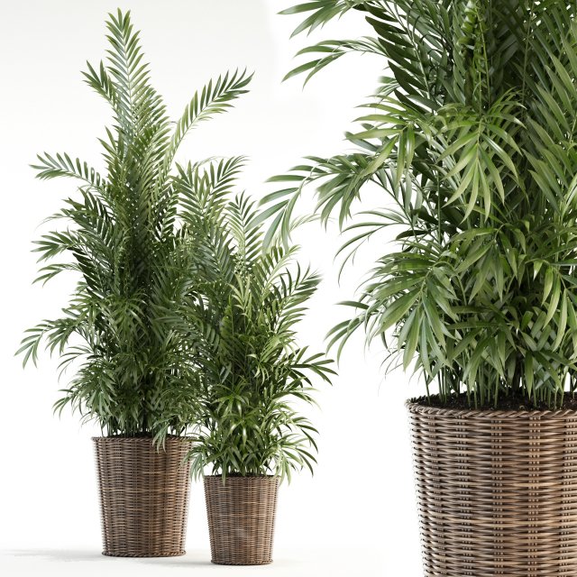 plants collection 93 Modèle 3D .c4d .max .obj .3ds .fbx .stl .blend 