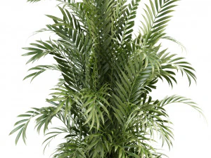 plants collection 93 3D Model