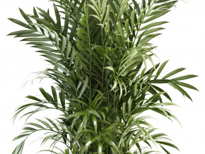 plants collection 93 Modèle 3D