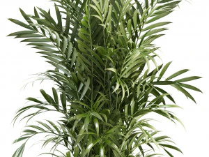 plants collection 93 3D Model