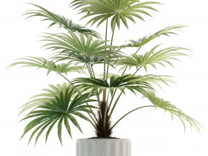 plants collection 94 3Dモデル