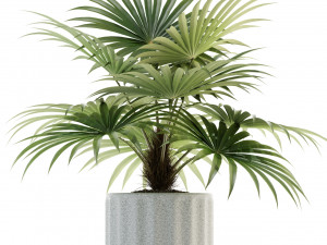 plants collection 94 3Dモデル
