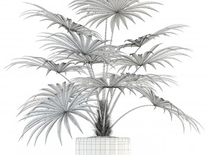 plants collection 94 3Dモデル