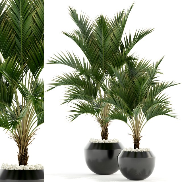 plants collection 95 3D Модель .c4d .max .obj .3ds .fbx .stl .blend 