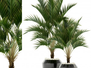 plants collection 95 Modello 3D