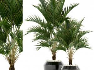 коллекция растений 95 3D Модель