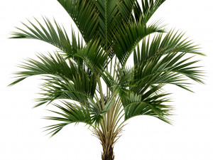 plants collection 95 3D Модель