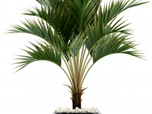plants collection 95 3D Модель