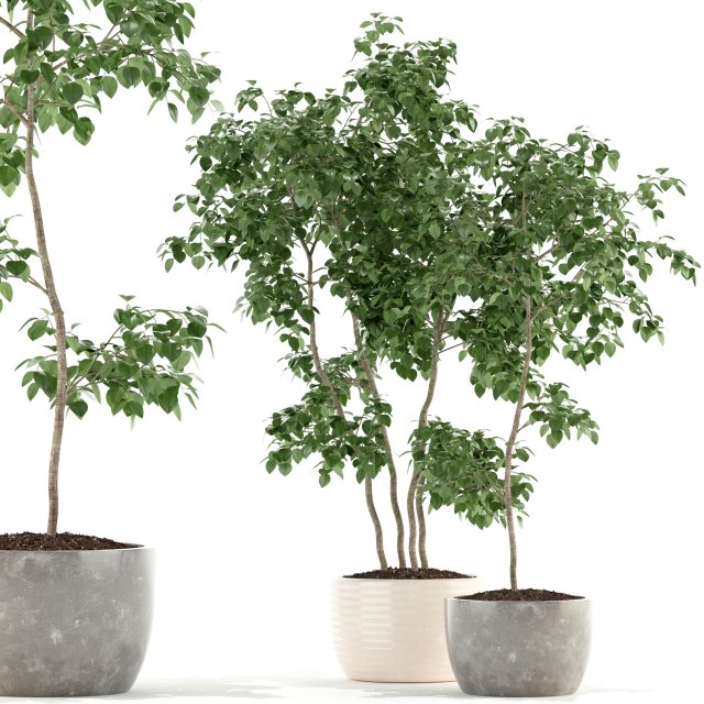plants collection 96 3D Модель .c4d .max .obj .3ds .fbx .stl .blend 