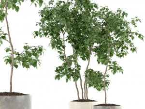 коллекция растений 96 3D Модель