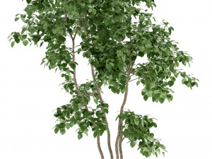 plants collection 96 3D Модель