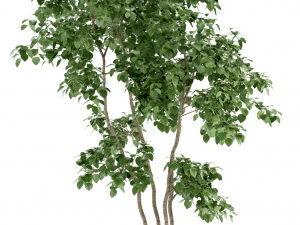 plants collection 96 3D Model