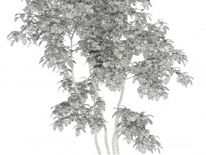 plants collection 96 3D Модель