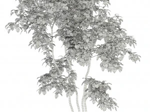 plants collection 96 3D Model
