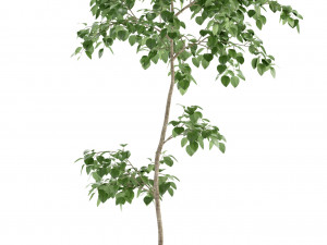 plants collection 96 3D Модель