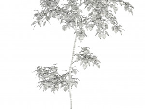 plants collection 96 3D Модель