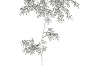 plants collection 96 3D Model