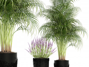 plants collection 97 3D Model