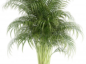 plants collection 97 3D Model