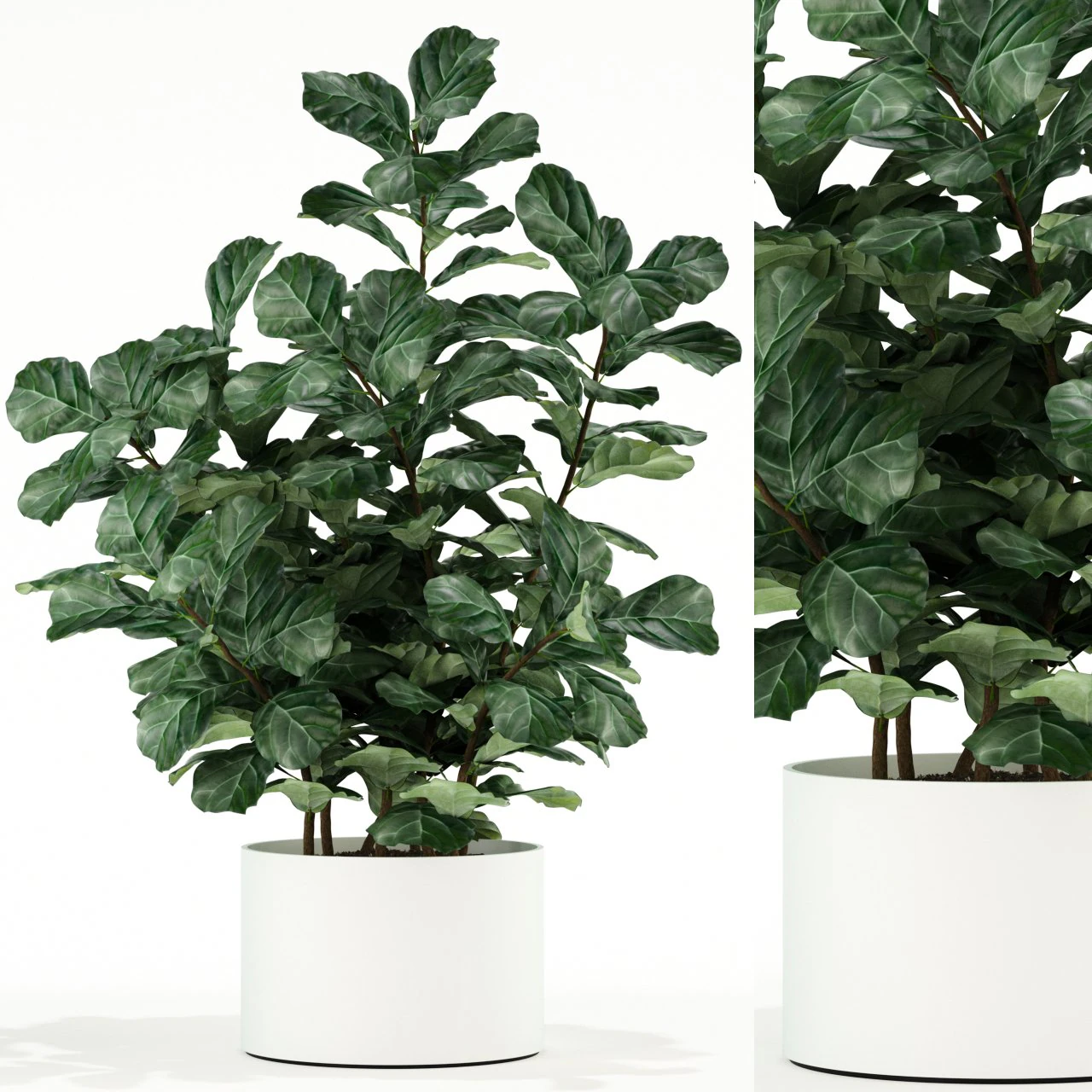 plants collection 98 3D Model .c4d .max .obj .3ds .fbx .stl .blend 