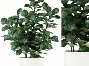 plants collection 98 3D Model