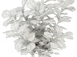 plants collection 98 3D Model