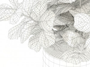 plants collection 98 3D Model