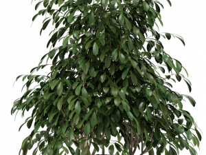 plants collection 102 awesomeplanters 3D Model
