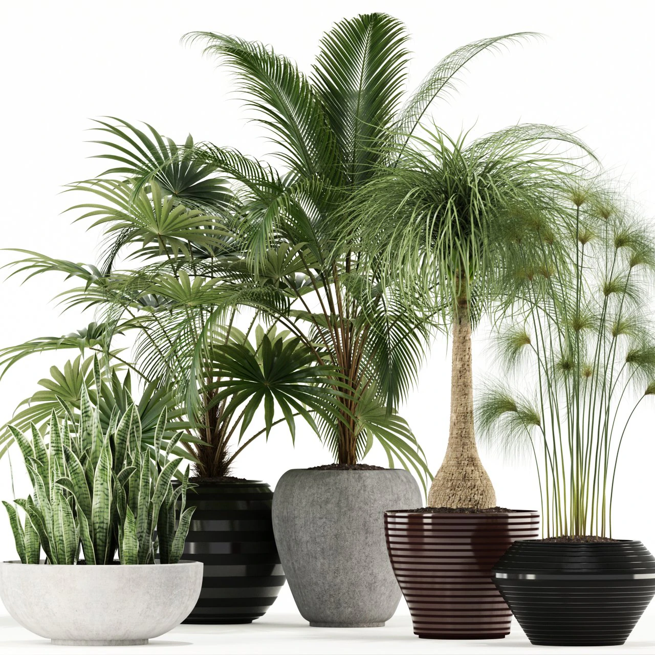 plants collection 103 3D Model .c4d .max .obj .3ds .fbx .stl .blend 