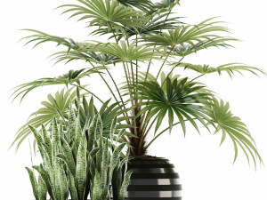 plants collection 103 Modello 3D