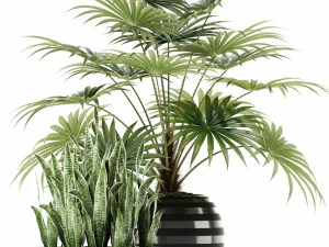 plants collection 103 3D Model