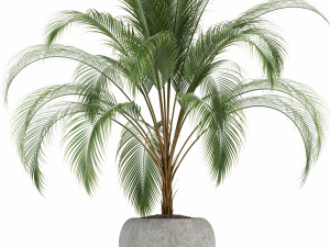 plants collection 103 Modello 3D
